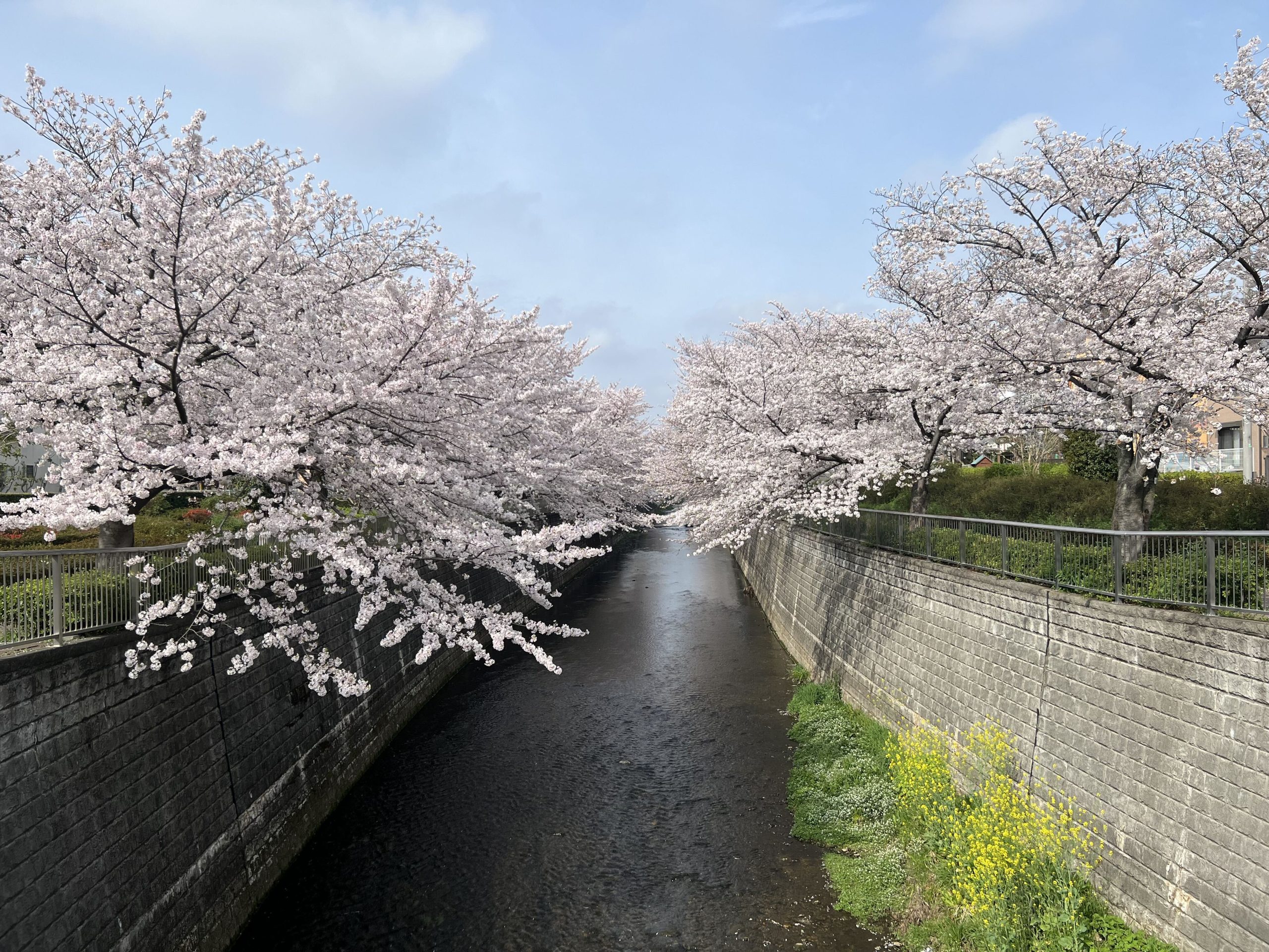 都立石神井公園